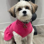 Une femelle Shi-Mo assise sur un sol en bois et portant un habit rose et un collier