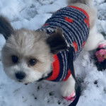 Un Shi-Mo debout dans la neige et tenue par une laisse il,porte un habit  rouge noir et blanc 
