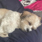 Un Shi-Mo de pelage blanc et marron  allongé et qui semble endormi