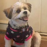 Un Shi-Mo de fourrure marron et blanche assis sur un sol en bois et portant un habit noir 