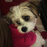 Une femelle Shi-Mo de pelage marron et blanche portant un habit rose 