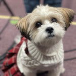 Photo montrant un Shi-Mo de pelage blanc et marron assis tout en regardant la caméra