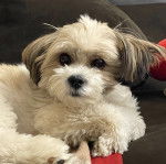 Un Shi-Mo de pelage blanc allongé en regardant la caméra et semble heureux 