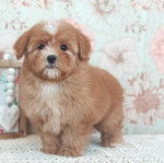 Un Shi-Mo de pelage marron debout en regardant la caméra 