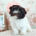 Un Shi-Mo de pelage  blanc et noir assis en regardant la caméra d'un air songeur