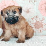 Un Shi-Mo de pelage marron et blanc assis en regardant la caméra