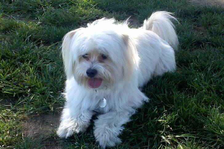 Un Shi-Mo au pelage blanc allongé sur une surface herbacée et tirant la langue 