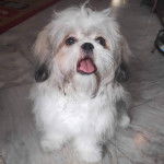 Un Shinese de fourrure blanche et kaki assis sur sur ses pattes arrières tout tirant la langue