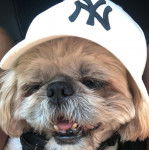 Photo en gros plan d'un Shinese de pelage blanc et ayant un chapeau blanc sur la tête 