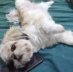 Un Shinese de pelage marron et blanc allongé sur le dos et regarde la caméra d'un air amusé