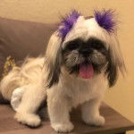 Une femelle Shinese assise sur une chaise tout en regardant la caméra d'un air  détendu