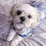 Un Shinese aux yeux marron allongé et portant un habit bleu tout en regardant la caméra 