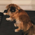 Un Shinese de pelage marron et blanc allongé sur un fauteuil noir tout en fixant la caméra