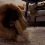 Un Shinese de pelage marron allongé sur un tapis doux tout ayant un jouet dans sa gueule