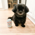 Un petit Shinese de pelage noir blanc assis sur un sol carreler en regardant la caméra