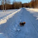 Photo montrant un Shinese de pelage marron debout sur route enneigée