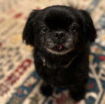 Un Shinese de pelage noir assis sur un tapis doux tout regardant la caméra d'un air attentif