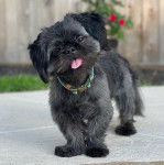 Photo montrant un Shinese debout sur sol en béton et portant un accroche laisse au cou              