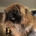 Photo montrant un Shinese aux yeux noirs regardant à gauche il a l'air détendu