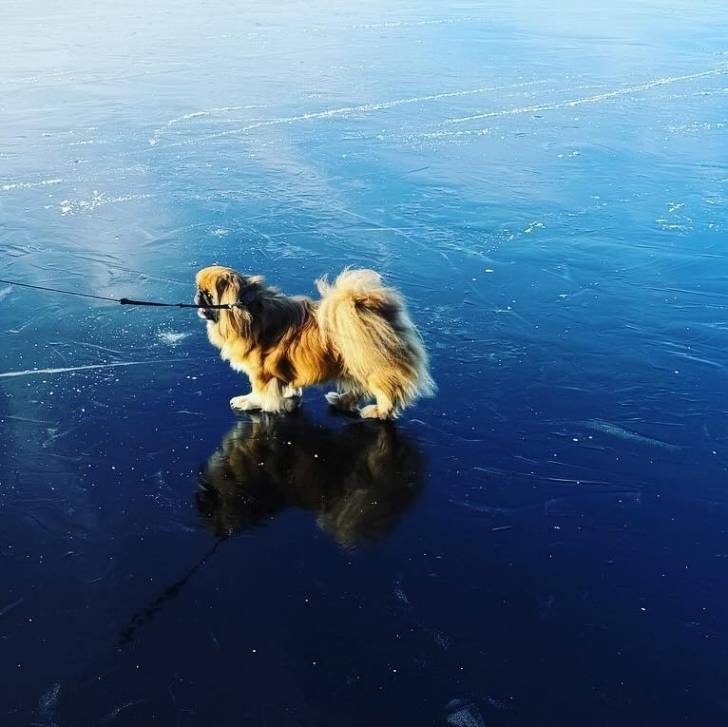 Un Shinese de pelage marron et noir debout sur un lac gelé il a l'air joueur 