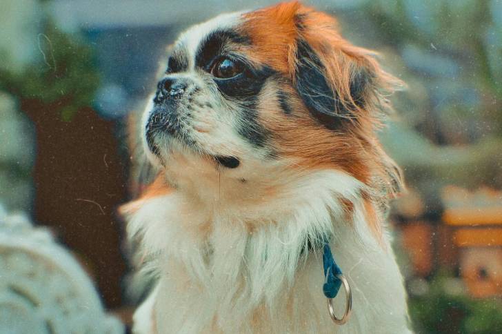 Profil d'un Shinese au pelage bicolore et portant au cou une laisse bleue.
