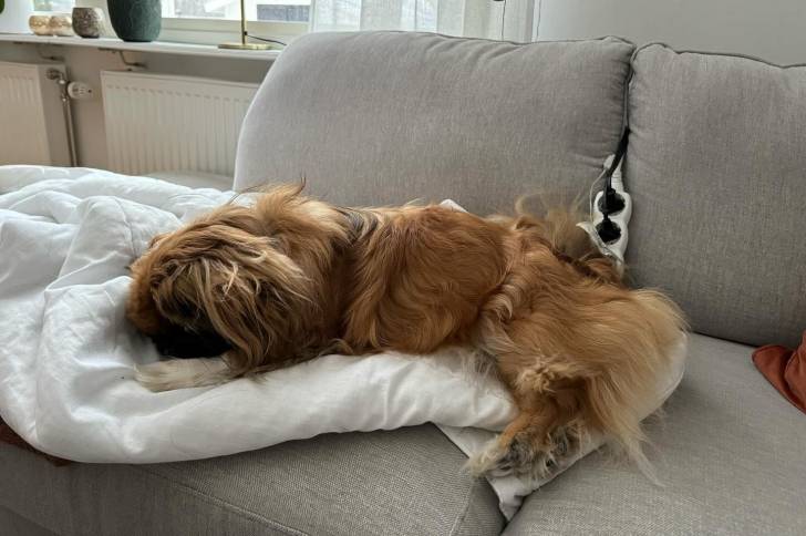 Un Shinese allongé sur un canapé et ayant l'air détendu