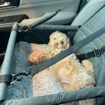 Un Shi-Poo allongé sur le siège d'une voiture et qui semble interpellé