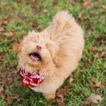 Un Shi-Poo marchant dans un champ d'herbes vertes et portant au cou un foulard rouge 