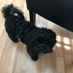 Un Shi-Poo noir marchant et fixant la caméra d'un air mignon