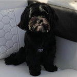 Un Shi-Poo noir assis dans une voiture et portant une médaille au cou 