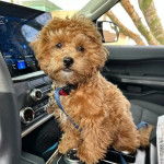 Photo montrant un Shi-Poo portant au cou une laisse bleu et assis dans une voiture il a l'air affamé