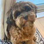 Photo montrant un Shi-Poo assis sur un tapis et fixant la caméra d'un air étonné 