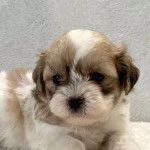 Photo en gros plan montrant un Shi-Poo couché sur un tapis et qui à l'air triste