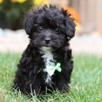 Photo montrant un Shi-Poo assis dans un gazon vert et portant un noeud au cou 