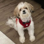 Un Shi-Poo assis sur ses pattes arrières et portant au cou un porte-laisse