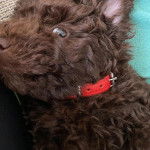 Photo montrant un Shi-Poo allongé dans un canapé portant un porte-laisse au cou