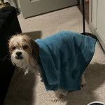 Photo montrant un Shi-Poo qui vient de prendre sa douche et à toujours sa serviette sur le corps