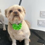 Un Shi-Poo assis sur ses pattes arrières retenu par une laisse et portant un noeud vert