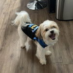 Un Shi-Poo debout portant un débardeur et semble vouloir mordre 