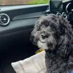 Photo montrant un Shi-Poo assis dans une voiture et fixant la caméra