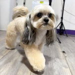 Photo montrant une femelle Shi-Poo aux oreilles tombantes marchant et qui semble curieuse 