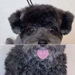 Photo montrant un Shi-Poo tenu par une laisse et sortant la langue