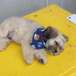 Un Shi-Poo allongé sur un brancard et portant un foulard au cou il semble spuffrant 