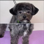 Photo montrant un Shi-Poo debout tenu par une laisse et fixant la caméra