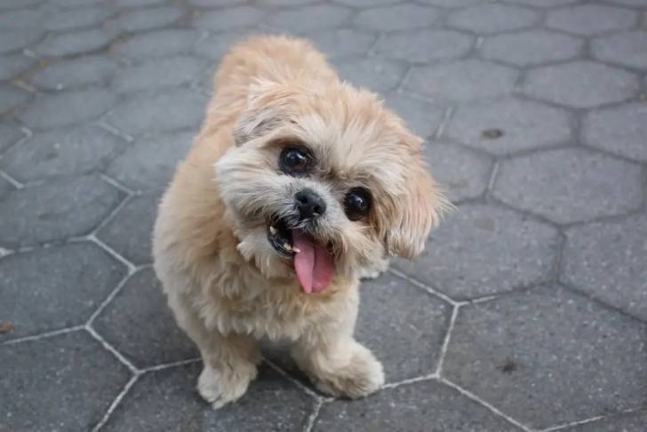 Un Shi-Poo aux yeux noirs regardant vers la caméra et ayant la langue pendante .