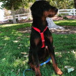 Un Rottle assis sur un terrain herbeux et qui est tenu en laisse 