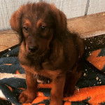 Un Rottle assis sur un tapis et semblant détendu 