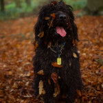 Un Rottle tirant la langue et portant un collier autour du cou