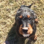 Un Rottle assis sur un terrain herbeux et regardant vers la caméra