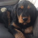 Un Rottle allongé sur le siège d'une voiture et regardant vers la caméra